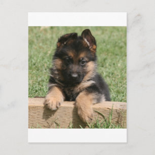 German Shepherd Puppy Postcard