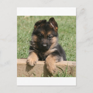 German Shepherd Puppy Postcard