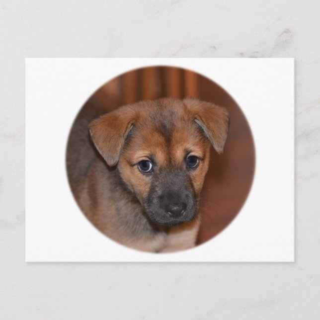 German Shepherd Puppy Postcard (Front)