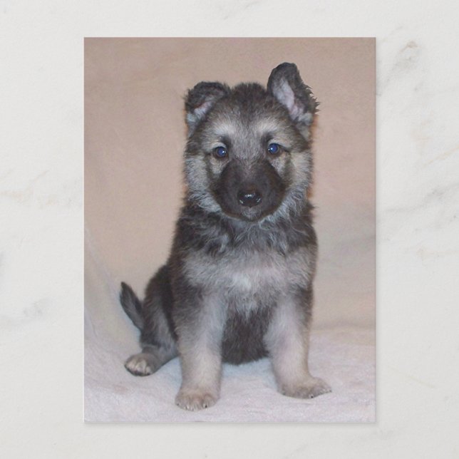 German Shepherd Puppy Postcard (Front)