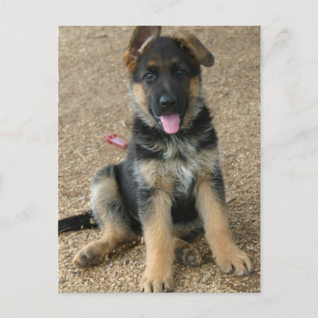 German Shepherd Puppy Postcard (Front)