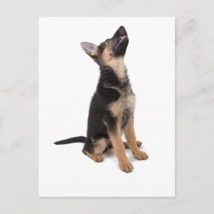 German shepherd puppy postcard