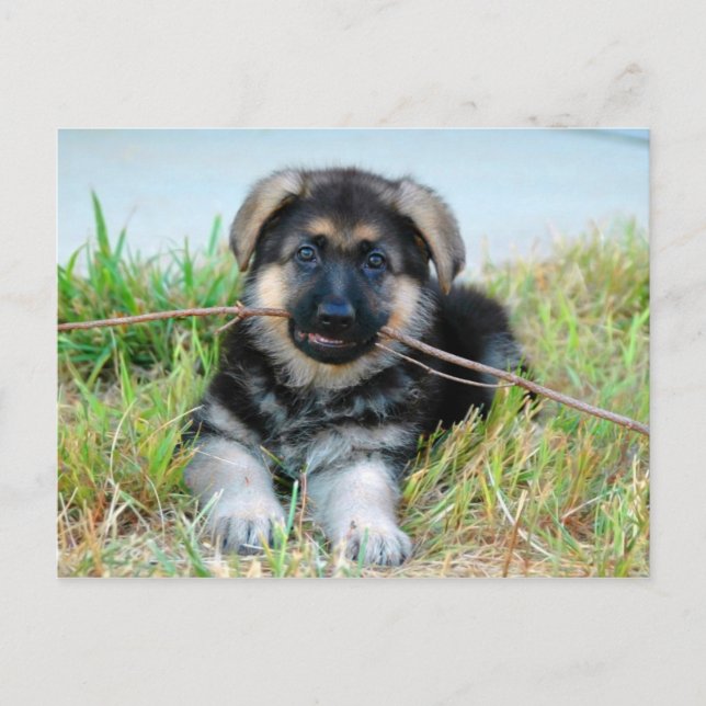 German Shepherd Puppy Postcard (Front)