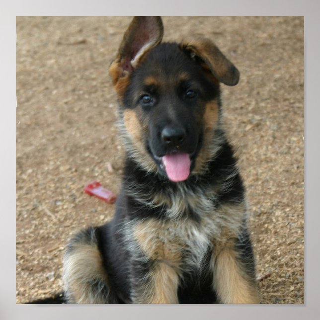 German Shepherd Puppy Print (Front)