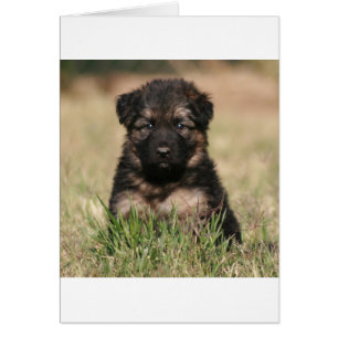 German Shepherd Puppy "Reef"