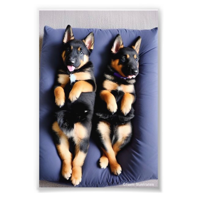 German Shepherd Puppy Satin Photo Enlargement  (Front)