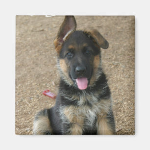 German Shepherd Puppy Square Magnet
