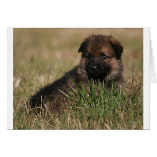 German Shepherd Puppy "The Lookout"