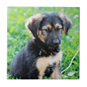 German Shepherd Puppy Tile