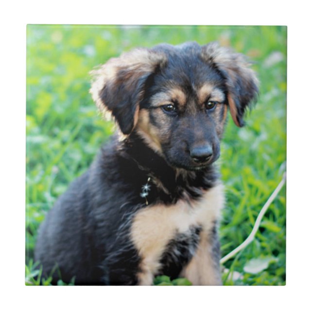 German Shepherd Puppy Tile (Front)