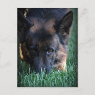 German Shepherd Randy vom Leithawald Postcard