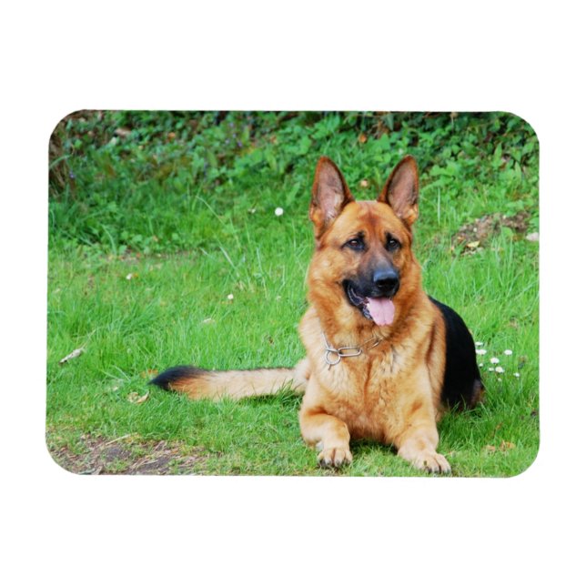 German Shepherd Resting in Grass Magnet (Horizontal)