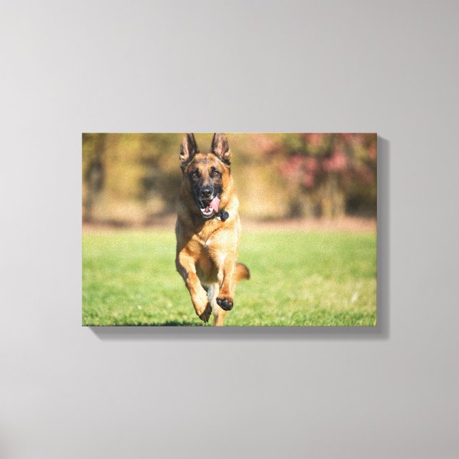 German Shepherd Running Canvas Print (Front)