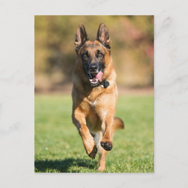 German Shepherd Running Postcard (Front)