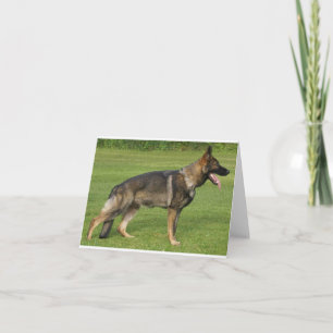 German Shepherd Sable Full Card