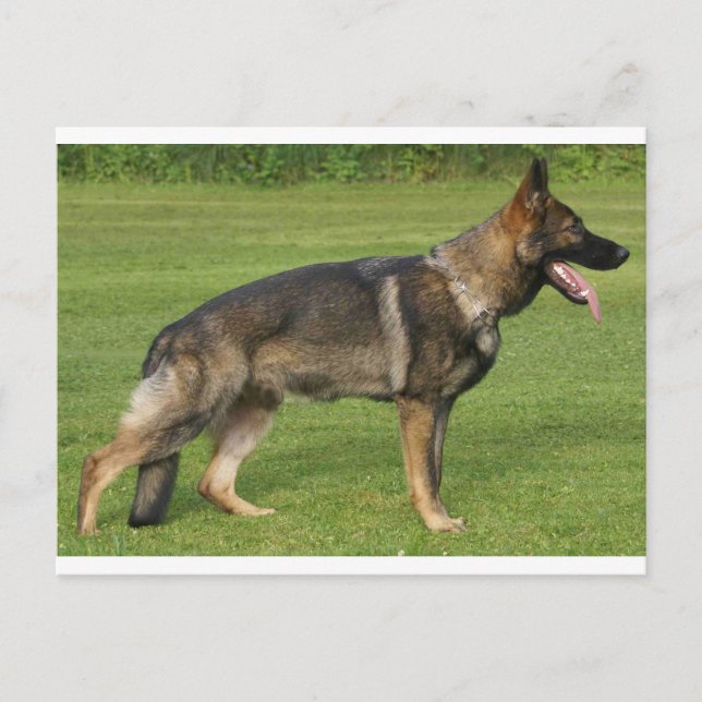 German Shepherd Sable Full  Postcard (Front)