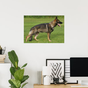 German Shepherd Sable Full Poster