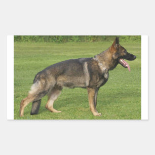 German Shepherd Sable Full Rectangular Sticker