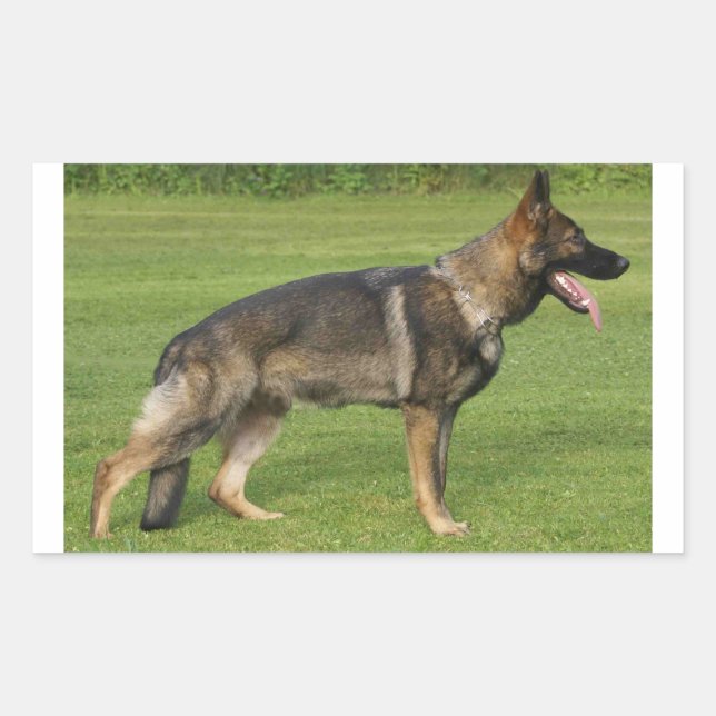 German Shepherd Sable Full  Rectangular Sticker (Front)