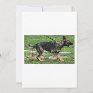 german shepherd sable walking invitation