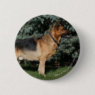 German Shepherd Show Stand 6 Cm Round Badge