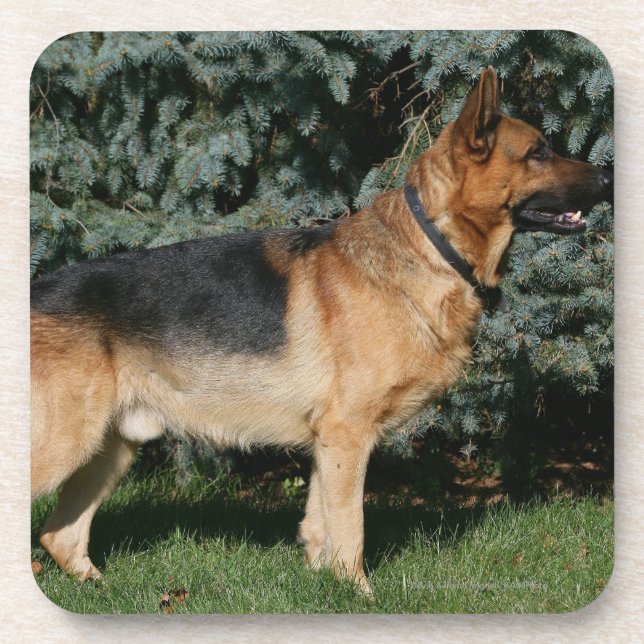 German Shepherd Show Stand Coaster (Front)