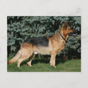 German Shepherd Show Stand Postcard