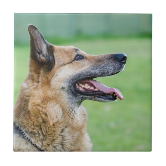 German Shepherd Side Portrait Tile (Front)
