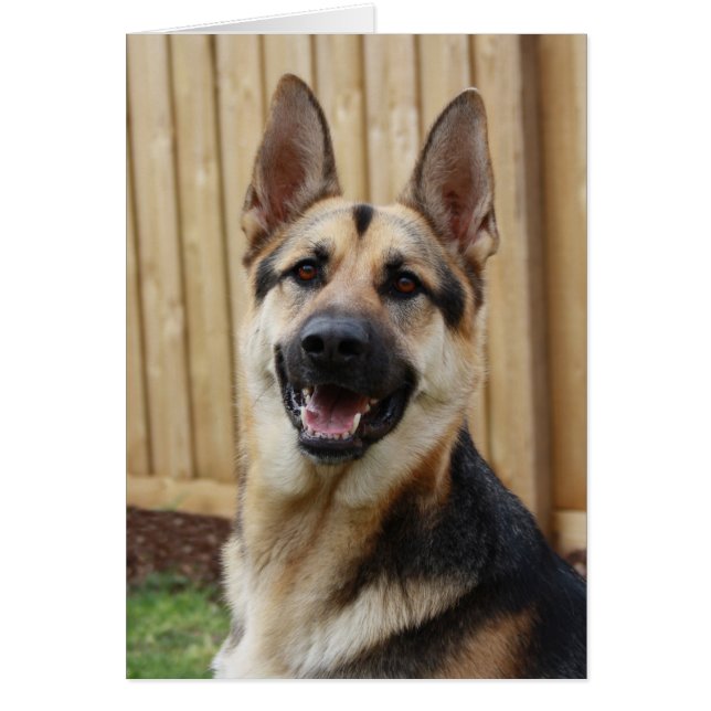 German Shepherd Sitting (Front)