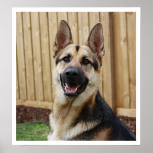 German Shepherd Sitting Alert Poster