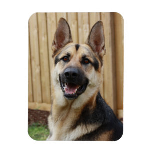 German Shepherd Sitting Magnet