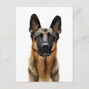 German Shepherd Sitting Up Postcard