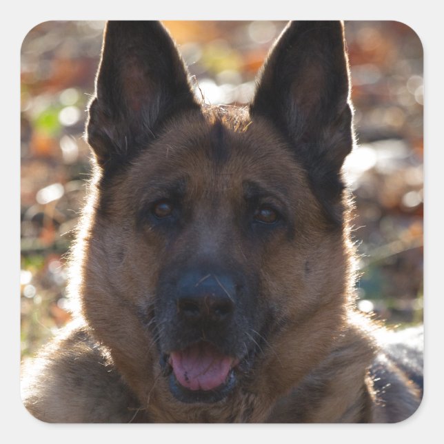 German Shepherd Square Sticker (Front)