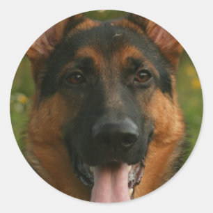 German Shepherd Sticker