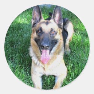 German Shepherd Stickers