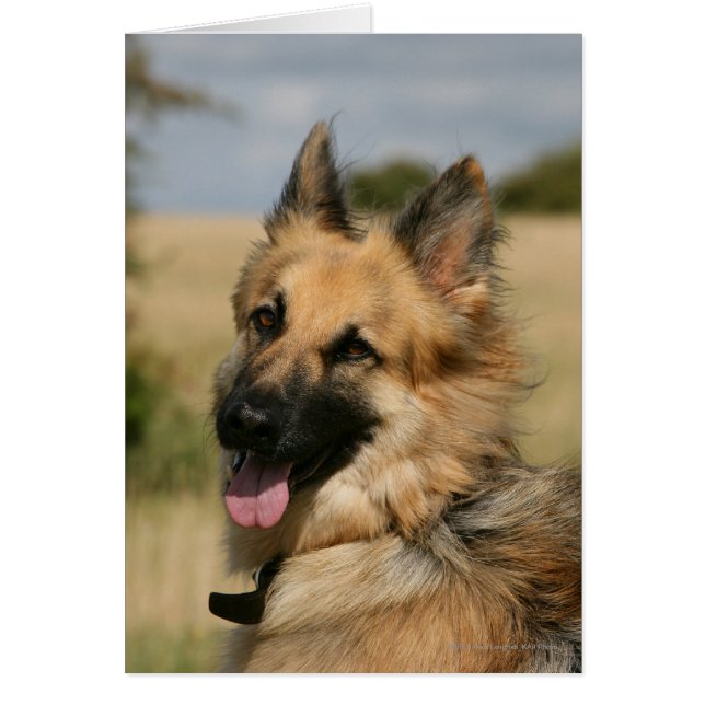 German Shepherd Sticking Tongue Out (Front)