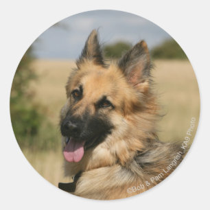 German Shepherd Sticking Tongue Out Classic Round Sticker