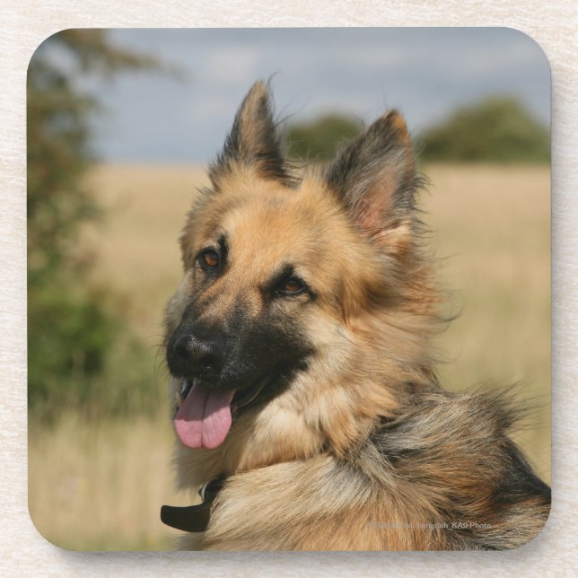 German Shepherd Sticking Tongue Out Coaster (Front)