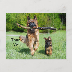 German Shepherd Thank You Postcard