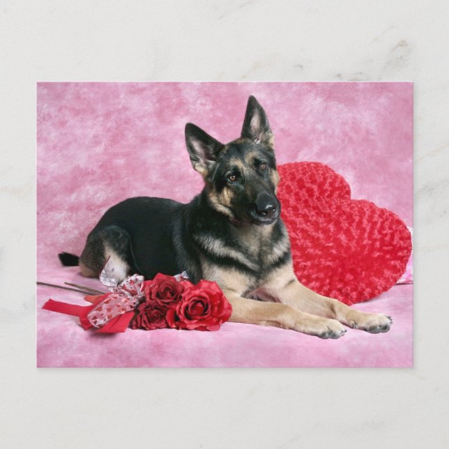 German Shepherd Valentine Holiday Postcard (Front)