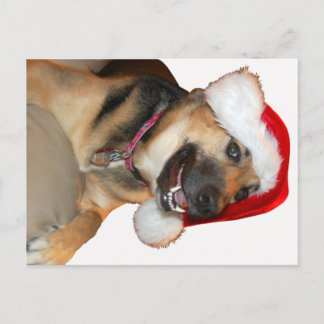 German Shepherd wearing a Santa Claus Hat Holiday Postcard