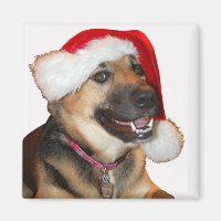German Shepherd wearing a Santa Claus Hat