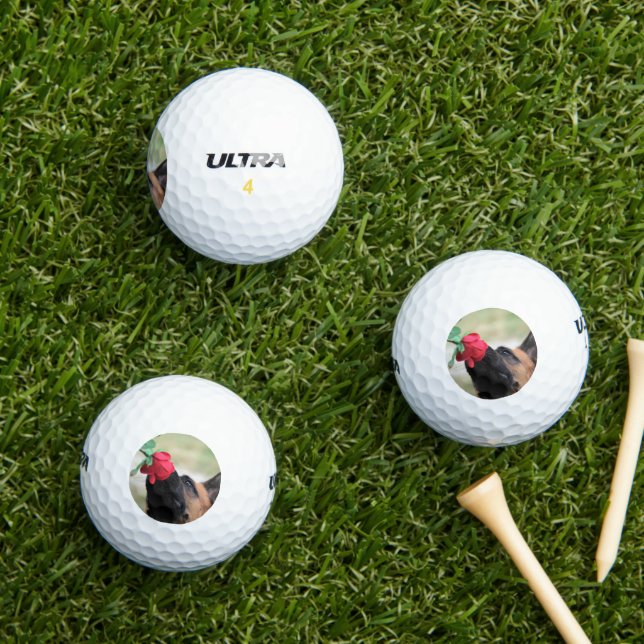 German Shepherd with Red Rose Golf Balls (Insitu Grass)