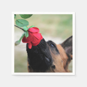 german shepherd with rose napkin