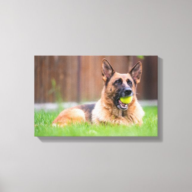 German Shepherd With Tennis Ball Canvas Print (Front)