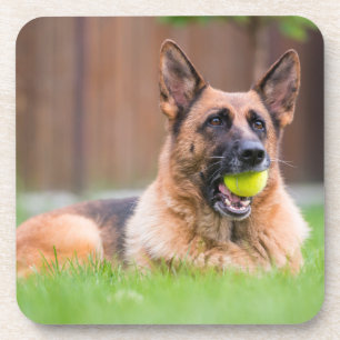 German Shepherd With Tennis Ball Coaster