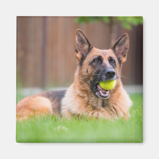 German Shepherd With Tennis Ball Magnet (Front)