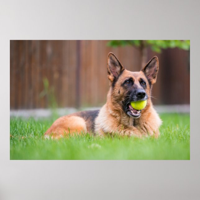 German Shepherd With Tennis Ball Poster (Front)