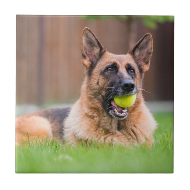 German Shepherd With Tennis Ball Tile (Front)