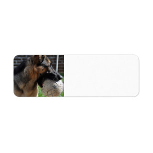 german shepherd with toy
